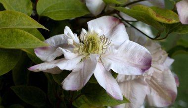 Clematis bahçede çiçek açar. Bahçeye tırmanma bitkisinin parlak tomurcukları. Clematis - büyük parlak çiçeklerle süslemeli sarmaşık bahçeyi süslüyor