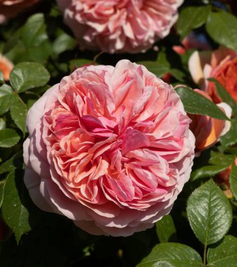 Yeşil arkaplanda kırmızı gül tomurcuğu, gül tomurcuğu korollasında seçici bir odak. Yeşil bir bokeh arka planda bir bahar gülünün yakın çekimi. Güzel pembe gül ve gül tomurcukları Yaklaş aşkın çiçeği