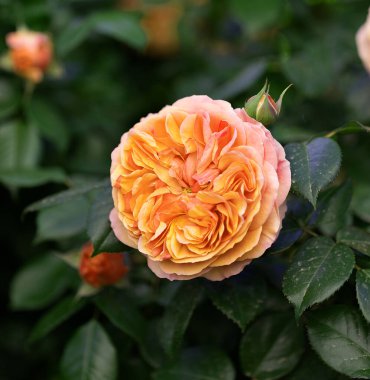 Yeşil arkaplanda kırmızı gül tomurcuğu, gül tomurcuğu korollasında seçici bir odak. Yeşil bir bokeh arka planda bir bahar gülünün yakın çekimi. Güzel pembe gül ve gül tomurcukları Yaklaş aşkın çiçeği