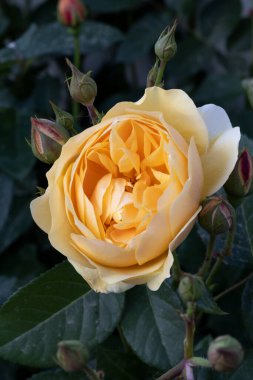 Kırmızı ve beyaz gül makro yakın plan. Rose aşk, tutku ve romantik duyguların çiçeğidir. Aşıklar için sembolik bir çiçek, bayram için tebrikler ve bir aşk ilanı