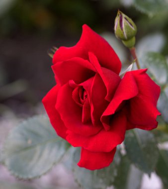 Kırmızı ve beyaz gül makro yakın plan. Rose aşk, tutku ve romantik duyguların çiçeğidir. Aşıklar için sembolik bir çiçek, bayram için tebrikler ve bir aşk ilanı