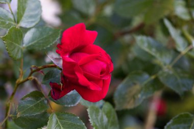 Kırmızı ve beyaz gül makro yakın plan. Rose aşk, tutku ve romantik duyguların çiçeğidir. Aşıklar için sembolik bir çiçek, bayram için tebrikler ve bir aşk ilanı