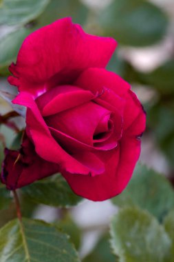 Kırmızı ve beyaz gül makro yakın plan. Rose aşk, tutku ve romantik duyguların çiçeğidir. Aşıklar için sembolik bir çiçek, bayram için tebrikler ve bir aşk ilanı