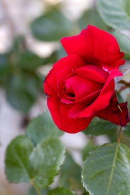 Kırmızı ve beyaz gül makro yakın plan. Rose aşk, tutku ve romantik duyguların çiçeğidir. Aşıklar için sembolik bir çiçek, bayram için tebrikler ve bir aşk ilanı