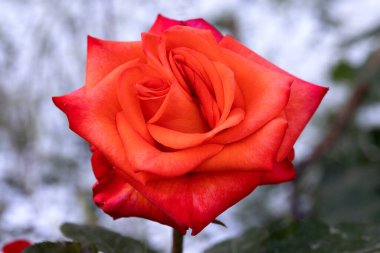 Kırmızı ve beyaz gül makro yakın plan. Rose aşk, tutku ve romantik duyguların çiçeğidir. Aşıklar için sembolik bir çiçek, bayram için tebrikler ve bir aşk ilanı