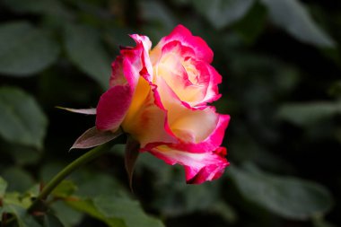 Kırmızı ve beyaz gül makro yakın plan. Rose aşk, tutku ve romantik duyguların çiçeğidir. Aşıklar için sembolik bir çiçek, bayram için tebrikler ve bir aşk ilanı