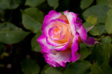 Kırmızı ve beyaz gül makro yakın plan. Rose aşk, tutku ve romantik duyguların çiçeğidir. Aşıklar için sembolik bir çiçek, bayram için tebrikler ve bir aşk ilanı