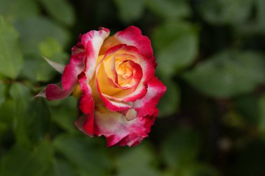 Kırmızı ve beyaz gül makro yakın plan. Rose aşk, tutku ve romantik duyguların çiçeğidir. Aşıklar için sembolik bir çiçek, bayram için tebrikler ve bir aşk ilanı