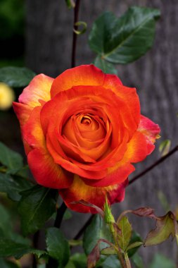 Kırmızı ve beyaz gül makro yakın plan. Rose aşk, tutku ve romantik duyguların çiçeğidir. Aşıklar için sembolik bir çiçek, bayram için tebrikler ve bir aşk ilanı