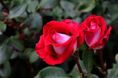 Kırmızı ve beyaz gül makro yakın plan. Rose aşk, tutku ve romantik duyguların çiçeğidir. Aşıklar için sembolik bir çiçek, bayram için tebrikler ve bir aşk ilanı