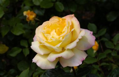 Kırmızı ve beyaz gül makro yakın plan. Rose aşk, tutku ve romantik duyguların çiçeğidir. Aşıklar için sembolik bir çiçek, bayram için tebrikler ve bir aşk ilanı