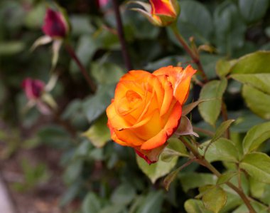 Kırmızı ve beyaz gül makro yakın plan. Rose aşk, tutku ve romantik duyguların çiçeğidir. Aşıklar için sembolik bir çiçek, bayram için tebrikler ve bir aşk ilanı