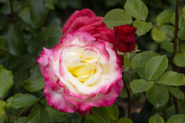 Kırmızı ve beyaz gül makro yakın plan. Rose aşk, tutku ve romantik duyguların çiçeğidir. Aşıklar için sembolik bir çiçek, bayram için tebrikler ve bir aşk ilanı