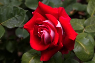 Kırmızı ve beyaz gül makro yakın plan. Rose aşk, tutku ve romantik duyguların çiçeğidir. Aşıklar için sembolik bir çiçek, bayram için tebrikler ve bir aşk ilanı