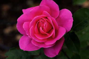 Kırmızı ve beyaz gül makro yakın plan. Rose aşk, tutku ve romantik duyguların çiçeğidir. Aşıklar için sembolik bir çiçek, bayram için tebrikler ve bir aşk ilanı