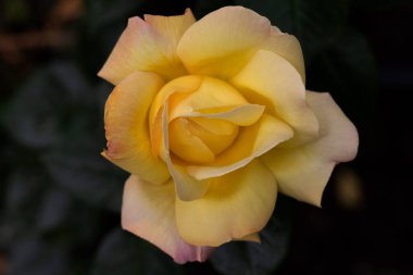 Kırmızı ve beyaz gül makro yakın plan. Rose aşk, tutku ve romantik duyguların çiçeğidir. Aşıklar için sembolik bir çiçek, bayram için tebrikler ve bir aşk ilanı