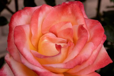 Kırmızı ve beyaz gül makro yakın plan. Rose aşk, tutku ve romantik duyguların çiçeğidir. Aşıklar için sembolik bir çiçek, bayram için tebrikler ve bir aşk ilanı