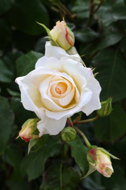 Kırmızı ve beyaz gül makro yakın plan. Rose aşk, tutku ve romantik duyguların çiçeğidir. Aşıklar için sembolik bir çiçek, bayram için tebrikler ve bir aşk ilanı