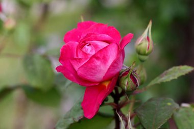 Kırmızı ve beyaz gül makro yakın plan. Rose aşk, tutku ve romantik duyguların çiçeğidir. Aşıklar için sembolik bir çiçek, bayram için tebrikler ve bir aşk ilanı