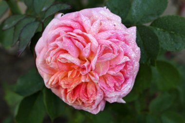 Kırmızı ve beyaz gül makro yakın plan. Rose aşk, tutku ve romantik duyguların çiçeğidir. Aşıklar için sembolik bir çiçek, bayram için tebrikler ve bir aşk ilanı