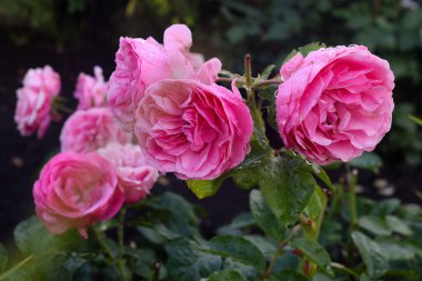 Kırmızı ve beyaz gül makro yakın plan. Rose aşk, tutku ve romantik duyguların çiçeğidir. Aşıklar için sembolik bir çiçek, bayram için tebrikler ve bir aşk ilanı