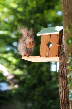Kızıl saçlı kabarık tüylü sincap bir yaz parkındaki ağaçta oturup fındık yiyor. Yumuşak odaklanma. Parktaki güzel kırmızı sincap. Skirus