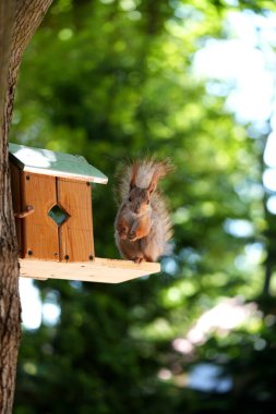 Kızıl saçlı kabarık tüylü sincap bir yaz parkındaki ağaçta oturup fındık yiyor. Yumuşak odaklanma. Parktaki güzel kırmızı sincap. Skirus