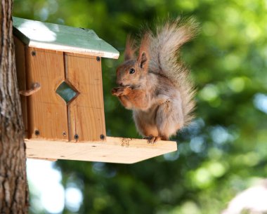 Kızıl saçlı kabarık tüylü sincap bir yaz parkındaki ağaçta oturup fındık yiyor. Yumuşak odaklanma. Parktaki güzel kırmızı sincap. Skirus