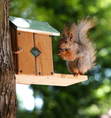 Kızıl saçlı kabarık tüylü sincap bir yaz parkındaki ağaçta oturup fındık yiyor. Yumuşak odaklanma. Parktaki güzel kırmızı sincap. Skirus