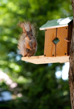 Kızıl saçlı kabarık tüylü sincap bir yaz parkındaki ağaçta oturup fındık yiyor. Yumuşak odaklanma. Parktaki güzel kırmızı sincap. Skirus