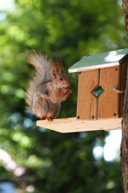 Kızıl saçlı kabarık tüylü sincap bir yaz parkındaki ağaçta oturup fındık yiyor. Yumuşak odaklanma. Parktaki güzel kırmızı sincap. Skirus