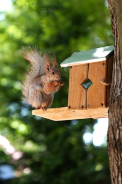 Kızıl saçlı kabarık tüylü sincap bir yaz parkındaki ağaçta oturup fındık yiyor. Yumuşak odaklanma. Parktaki güzel kırmızı sincap. Skirus