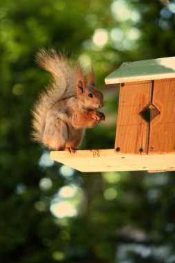 Kızıl saçlı kabarık tüylü sincap bir yaz parkındaki ağaçta oturup fındık yiyor. Yumuşak odaklanma. Parktaki güzel kırmızı sincap. Skirus