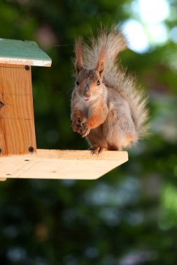 Kızıl saçlı kabarık tüylü sincap bir yaz parkındaki ağaçta oturup fındık yiyor. Yumuşak odaklanma. Parktaki güzel kırmızı sincap. Skirus