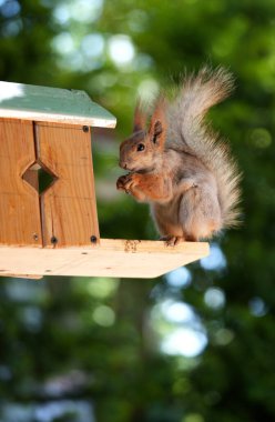 Kızıl saçlı kabarık tüylü sincap bir yaz parkındaki ağaçta oturup fındık yiyor. Yumuşak odaklanma. Parktaki güzel kırmızı sincap. Skirus