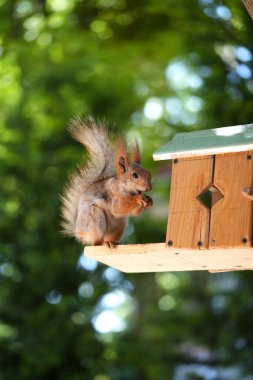 Kızıl saçlı kabarık tüylü sincap bir yaz parkındaki ağaçta oturup fındık yiyor. Yumuşak odaklanma. Parktaki güzel kırmızı sincap. Skirus