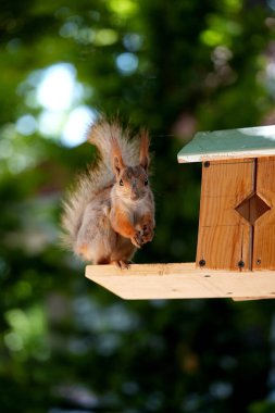 Kızıl saçlı kabarık tüylü sincap bir yaz parkındaki ağaçta oturup fındık yiyor. Yumuşak odaklanma. Parktaki güzel kırmızı sincap. Skirus