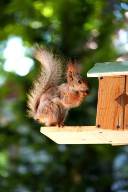 Kızıl saçlı kabarık tüylü sincap bir yaz parkındaki ağaçta oturup fındık yiyor. Yumuşak odaklanma. Parktaki güzel kırmızı sincap. Skirus