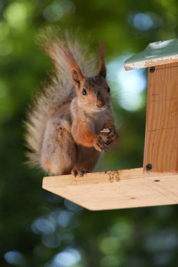 Kızıl saçlı kabarık tüylü sincap bir yaz parkındaki ağaçta oturup fındık yiyor. Yumuşak odaklanma. Parktaki güzel kırmızı sincap. Skirus