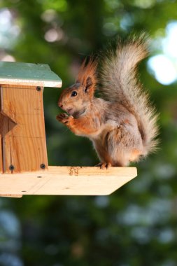 Kızıl saçlı kabarık tüylü sincap bir yaz parkındaki ağaçta oturup fındık yiyor. Yumuşak odaklanma. Parktaki güzel kırmızı sincap. Skirus