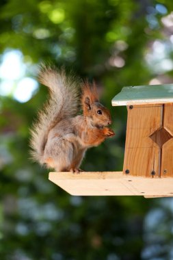 Kızıl saçlı kabarık tüylü sincap bir yaz parkındaki ağaçta oturup fındık yiyor. Yumuşak odaklanma. Parktaki güzel kırmızı sincap. Skirus