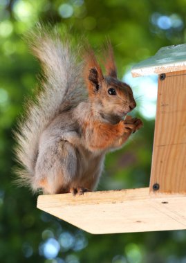Kızıl saçlı kabarık tüylü sincap bir yaz parkındaki ağaçta oturup fındık yiyor. Yumuşak odaklanma. Parktaki güzel kırmızı sincap. Skirus