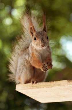 Kızıl saçlı kabarık tüylü sincap bir yaz parkındaki ağaçta oturup fındık yiyor. Yumuşak odaklanma. Parktaki güzel kırmızı sincap. Skirus