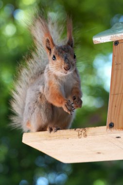 Kızıl saçlı kabarık tüylü sincap bir yaz parkındaki ağaçta oturup fındık yiyor. Yumuşak odaklanma. Parktaki güzel kırmızı sincap. Skirus