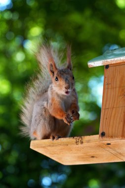 Kızıl saçlı kabarık tüylü sincap bir yaz parkındaki ağaçta oturup fındık yiyor. Yumuşak odaklanma. Parktaki güzel kırmızı sincap. Skirus