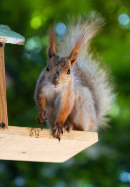 Kızıl saçlı kabarık tüylü sincap bir yaz parkındaki ağaçta oturup fındık yiyor. Yumuşak odaklanma. Parktaki güzel kırmızı sincap. Skirus