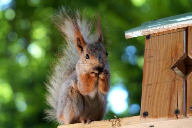 Kızıl saçlı kabarık tüylü sincap bir yaz parkındaki ağaçta oturup fındık yiyor. Yumuşak odaklanma. Parktaki güzel kırmızı sincap. Skirus