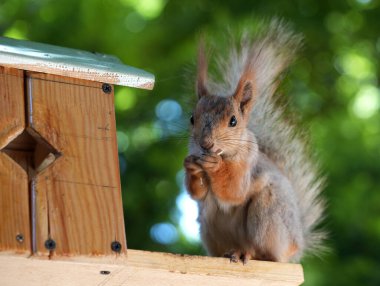 Kızıl saçlı kabarık tüylü sincap bir yaz parkındaki ağaçta oturup fındık yiyor. Yumuşak odaklanma. Parktaki güzel kırmızı sincap. Skirus