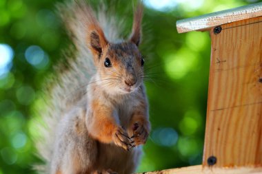 Kızıl saçlı kabarık tüylü sincap bir yaz parkındaki ağaçta oturup fındık yiyor. Yumuşak odaklanma. Parktaki güzel kırmızı sincap. Skirus