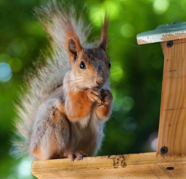 Kızıl saçlı kabarık tüylü sincap bir yaz parkındaki ağaçta oturup fındık yiyor. Yumuşak odaklanma. Parktaki güzel kırmızı sincap. Skirus